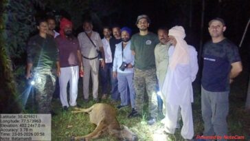 Paonta Sahib : घुतनपुर में बाघ का खूनी हमला, पुलिस कर्मी के घर बंधी गाय को बनाया निवाला! इलाके में दहशत