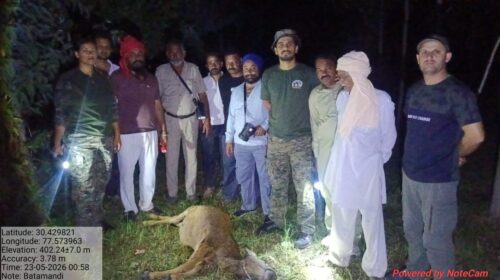 Paonta Sahib : घुतनपुर में बाघ का खूनी हमला, पुलिस कर्मी के घर बंधी गाय को बनाया निवाला! इलाके में दहशत