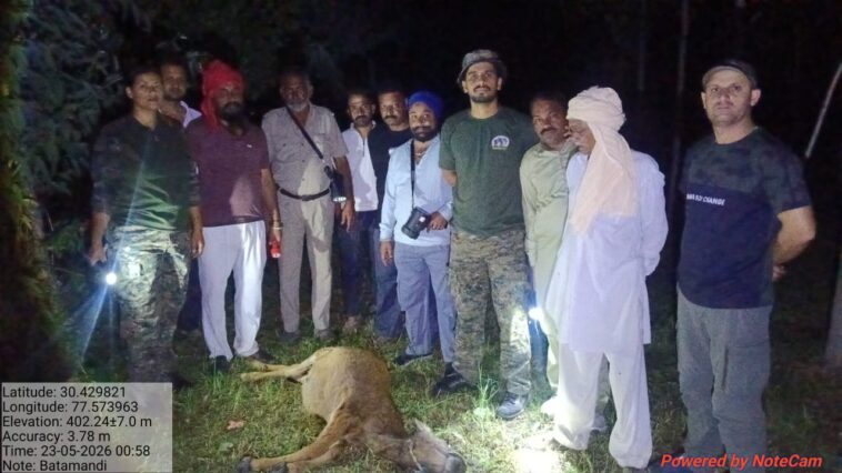 Paonta Sahib : घुतनपुर में बाघ का खूनी हमला, पुलिस कर्मी के घर बंधी गाय को बनाया निवाला! इलाके में दहशत Paonta Sahib : घुतनपुर में बाघ का खूनी हमला, पुलिस कर्मी के घर बंधी गाय को बनाया निवाला! इलाके में दहशत