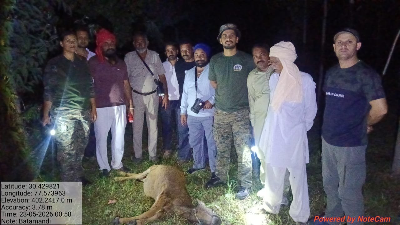 Paonta Sahib : घुतनपुर में बाघ का खूनी हमला, पुलिस कर्मी के घर बंधी गाय को बनाया निवाला! इलाके में दहशत