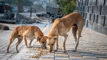 सिरमौर में आवारा कुत्ते को खाना देने को लेकर विवाद!मारपीट करने पर दोनों पक्षों पर मामला दर्ज