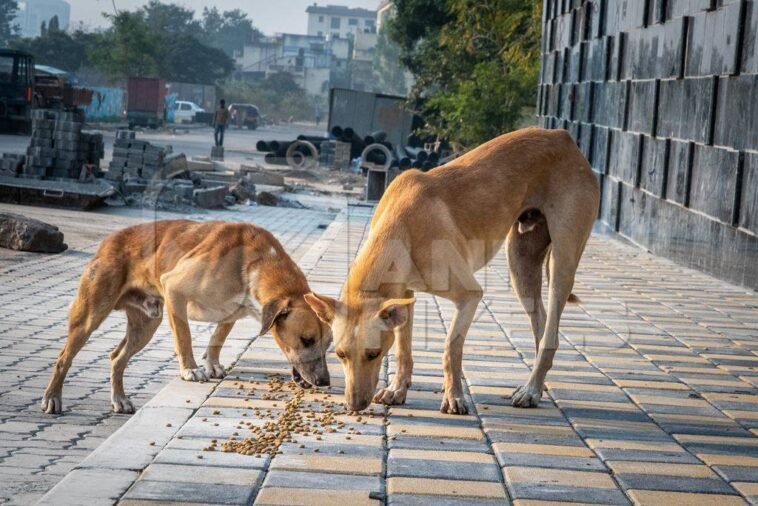 सिरमौर में आवारा कुत्ते को खाना देने को लेकर विवाद!मारपीट करने पर दोनों पक्षों पर मामला दर्ज
