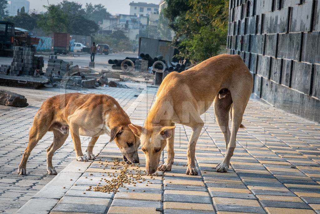 सिरमौर में आवारा कुत्ते को खाना देने को लेकर विवाद!मारपीट करने पर दोनों पक्षों पर मामला दर्ज