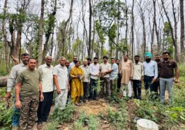 पांवटा साहिब: विश्व पर्यावरण दिवस पर रोहित चौधरी ने किया वृक्षारोपण, हरित भविष्य का दिया संदेश