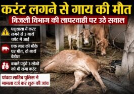 Sirmaur News: बिजली विभाग की कथित लापरवाही से दर्दनाक हादसा, करंट लगने से गाय की मौ+त, दो अन्य सुरक्षित