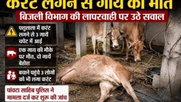 Sirmaur News: बिजली विभाग की कथित लापरवाही से दर्दनाक हादसा, करंट लगने से गाय की मौ+त, दो अन्य सुरक्षित