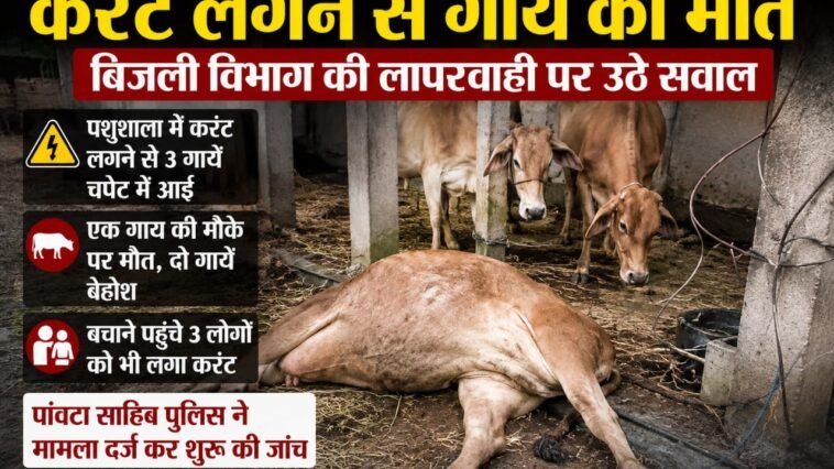 Sirmaur News: बिजली विभाग की कथित लापरवाही से दर्दनाक हादसा, करंट लगने से गाय की मौ+त, दो अन्य सुरक्षित