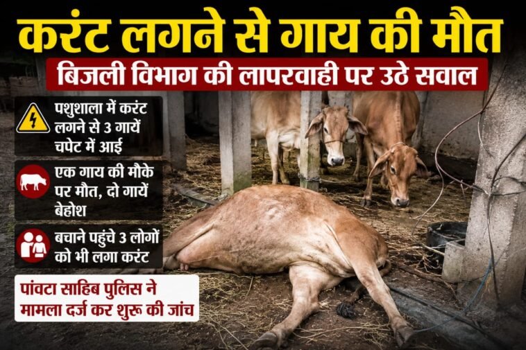Sirmaur News: बिजली विभाग की कथित लापरवाही से दर्दनाक हादसा, करंट लगने से गाय की मौ+त, दो अन्य सुरक्षित