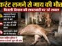 Sirmaur News: बिजली विभाग की कथित लापरवाही से दर्दनाक हादसा, करंट लगने से गाय की मौ+त, दो अन्य सुरक्षित