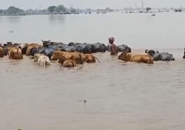 सिरमौर में बारिश का कहर! उफनाई मारकंडा नदी में बह गए कई पशु, वायरल वीडियो ने बढ़ाई चिंता
