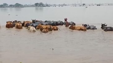 सिरमौर में बारिश का कहर! उफनाई मारकंडा नदी में बह गए कई पशु, वायरल वीडियो ने बढ़ाई चिंता