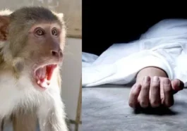 हिमाचल में हादसा ! बंदर के हमले के बाद छत से गिरी महिला की मौ**त, IGMC में एक सप्ताह चला इलाज