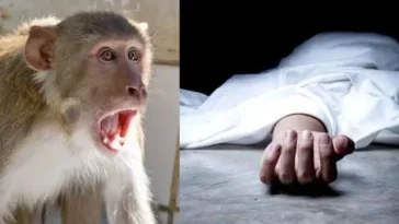 हिमाचल में हादसा ! बंदर के हमले के बाद छत से गिरी महिला की मौ**त, IGMC में एक सप्ताह चला इलाज
